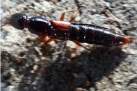Othius punctulatus