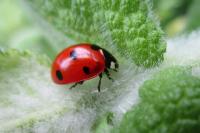 Coccinella septempunctata