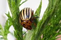 Leptinotarsa decemlineata