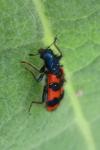 Trichodes alvearius