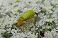 Cteniopus sulphureus