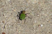 Cicindela campestris