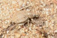 Philopedon plagiatum