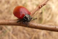 Chrysomela populi