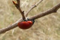 Chrysomela populi