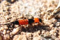 Paederus littoralis