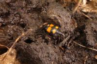 Nicrophorus vespilloides
