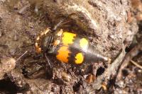 Nicrophorus vespilloides