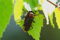 Cantharis rustica