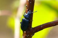 Platycerus caraboides