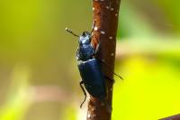 Platycerus caraboides