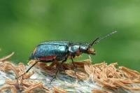 Malachius bipustulatus