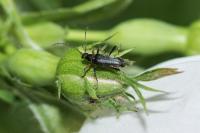 Grammoptera ruficornis