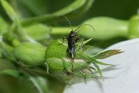 Grammoptera ruficornis