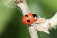 Adalia bipunctata