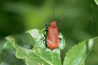 Pyrochroa serraticornis