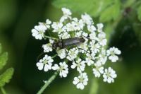 Grammoptera ruficornis