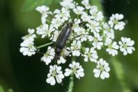 Grammoptera ruficornis