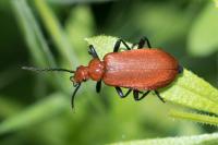 Pyrochroa serraticornis