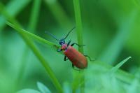 Pyrochroa coccinea