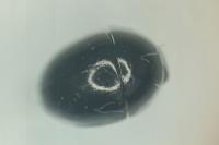 Phalacrus fimetarius