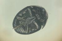 Phalacrus fimetarius
