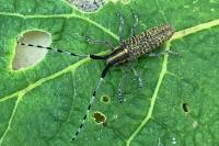 Agapanthia villosoviridescens
