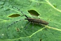 Agapanthia villosoviridescens