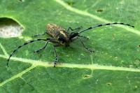 Agapanthia villosoviridescens