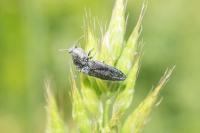 Cidnopus pilosus
