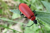 Pyrochroa coccinea