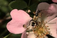 Rutpela maculata