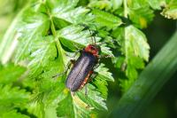 Cantharis rustica