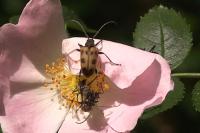 Pachytodes cerambyciformis