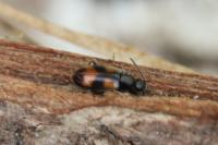 Anthicus antherinus