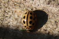 Tytthaspis sedecimpunctata