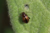 Longitarsus