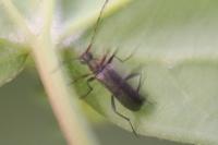 Grammoptera ruficornis