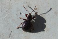 Otiorhynchus ovatus