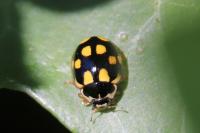 Propylea quatuordecimpunctata