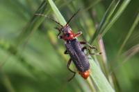Cantharis rustica