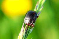 Chrysolina bankii