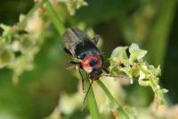 Cantharis rustica