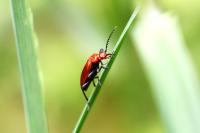 Pyrochroa serraticornis