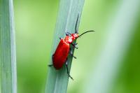 Pyrochroa serraticornis