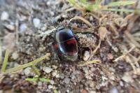 Hister quadrimaculatus