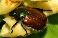 Phyllopertha horticola