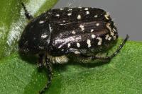 Oxythyrea funesta