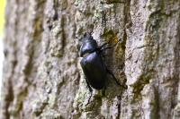 Lucanus cervus