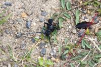 Cerambyx cerdo